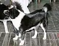 Karelischer Bärenhund
