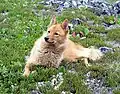 Karelo-Finnish Laika