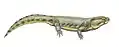 Karpinskiosaurus secundus
