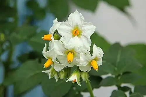 Blüten