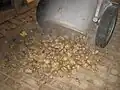 Gedämpfte Futterkartoffeln