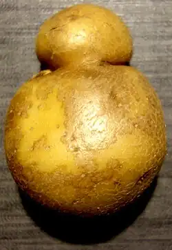 Besondere Wuchsform einer Kartoffelknolle