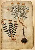 Pseudo-Apuleius Manuskript, Kassel 9. Jh.