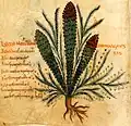 .....Pseudo-Apuleius … ..... Kassel 10. Jh. .....