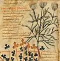 Pseudo-Apuleius Kassel 9. Jahrhundert