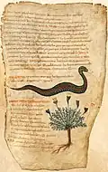 Miriofillon – Millefolium Pseudo-Apuleius Kassel 9. Jh.