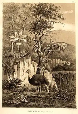 Kasuar (Neuguinea)