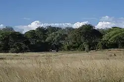 Hinter einer einheitlich wirkenden Fläche aus vertrocknetem, hohem Gras folgt ein Wald aus unterschiedlichen Baumarten in verschiedenen Grüntönen, der Himmel darüber ist blau mit einigen weißen Wolken.