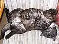 Rauchfarbene Katze mit Weiß
