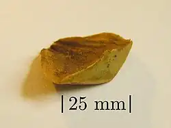 Zapfenschuppen des Kauri
