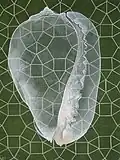 Kaurischnecke