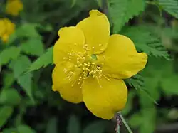 Simplex – Blüte