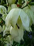 Nahaufnahme einer einzelnen Blüte