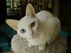 Khao Manee