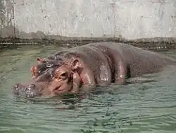 Flusspferd
