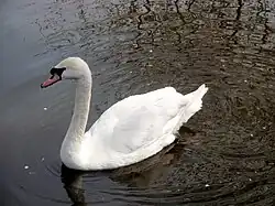 Höckerschwan