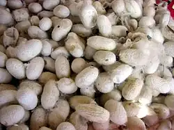 Kokons