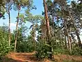 Kiefernwald im Osten der Bockholter Berge