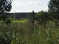 Fläche im Kiehnmoor
