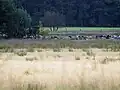 Heidschnucken im Kiehnmoor