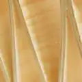 Sperrholz