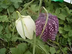 1993 Schachbrettblume