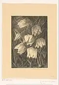 Kievietsbloemen
