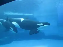 Schwertwale, Port of Nagoya Aquarium, Japan