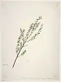 Ein blühender weißer Manuka-Zweig. 1842 für die New Zealand Company erstellt.