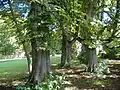 Das Ende der Allee im Schlosspark