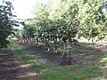 Kiwi-Plantage in Benquet