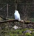 Schneeeule