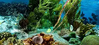 Unterwasserlandschaft in der Nähe von Klein Bonaire