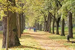 Allee