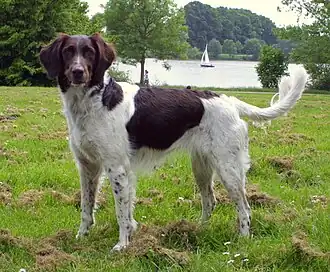 Kleiner Münsterländer