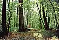 Der Fundamentbereich des Kleinkastells hebt sich im Wald teils sehr deutlich ab