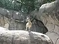 Freianlage für Klippspringer