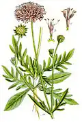 Illustration von Jacob Sturm