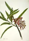 Illustration von Martha King (~1803–1897)