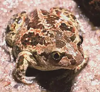 Knoblauchkröte