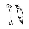 Knochen und Muskeln