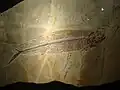 Knochenfisch Thrissops sp.