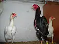 Ko-Shamo-Zuchtstamm