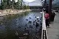 Besucher füttern Enten und Schwäne