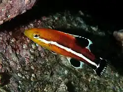 Sehr junger Fisch