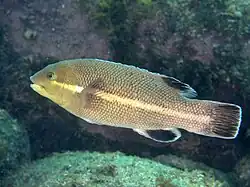 Halberwachsener Fisch