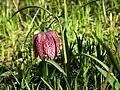 Schachblume