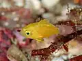 Chromis albicauda