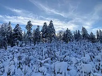 am Kogel