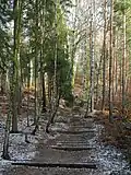 Aufstieg zum Kohlbornstein